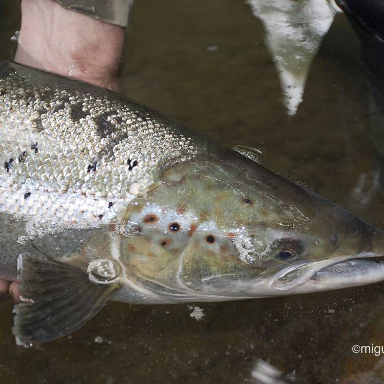 PARTE SALMONERO 08/06/2021