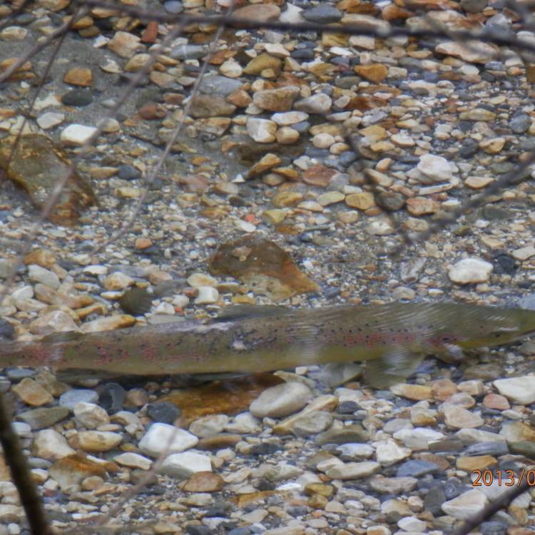 PARTE SALMONERO MIERCOLES 20/04/2022