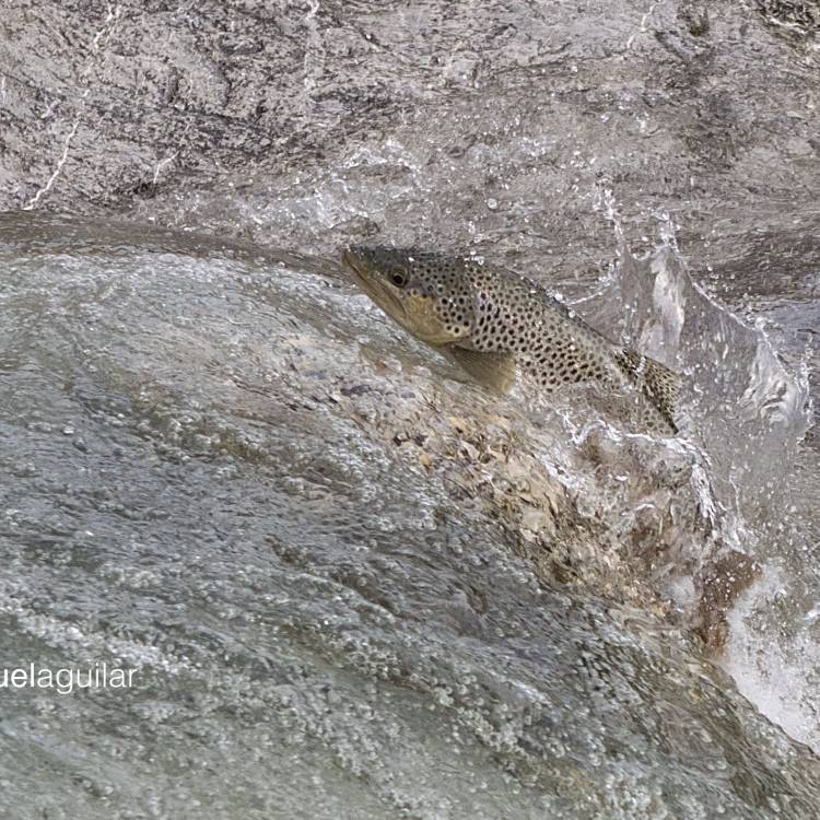 NORMATIVA PESCA ASTURIAS TEMPORADA 2023