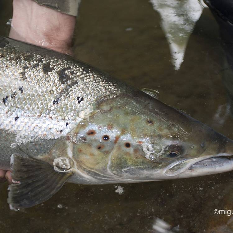 PARTE SALMONERO 38/77     DOMINGO 21/05/2023