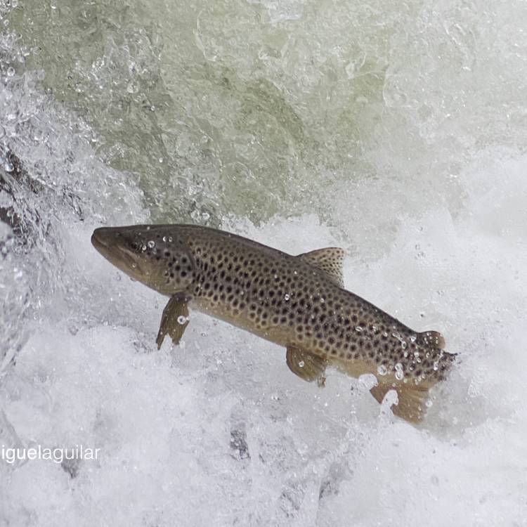 ESTADISTICA COMPARATIVA DE CAPTURAS DE SALMON A 5 DE JUNIO