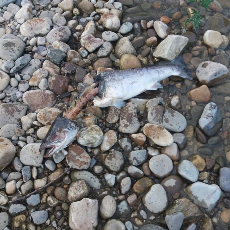 RESUMEN DE LA TEMPORA DE PESCA DEL SALMÓN TEMPORADA 2023