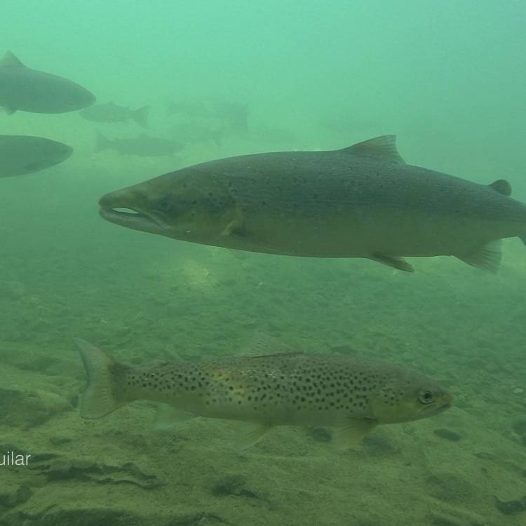 SOBRANTES DE SALMON 2024 ASTURIAS