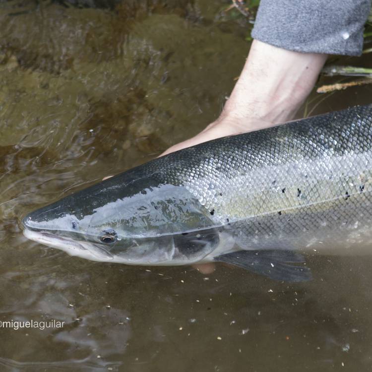 SITUACIÓN DE LA PESCA DEL SALMON EN ASTURIAS PARA LA TEMPORADA 2027